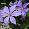Clématite - Clematis Sugar Sweet (Scented Clem) 1 Clématite - Clematis Sugar Sweet (Scented Clem) -Jardin Parfait Soldes 2024 Clematis Scented Clem 83898 3