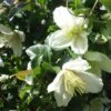 Clématite Cirrhosa Wisley Cream -Jardin Parfait Soldes 2024 Clematis cirrhosa Wisley Cream 83626 1