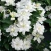Clématite - Clematis Diversifolia White Arabella 2 Clématite - Clematis Diversifolia White Arabella -Jardin Parfait Soldes 2024 Clematis diversifolia White Arabella 89513 1
