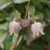 Clématite - Clematis Fusca 1 Clématite - Clematis Fusca -Jardin Parfait Soldes 2024 Clematis fusca 81371 1