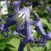 Clematis Heracleifolia Côte D'Azur 2/3L 2 Clematis Heracleifolia Côte D'Azur 2/3L -Jardin Parfait Soldes 2024 Clematis heracleifolia Cote d Azur 87807 1
