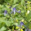 Clématite Integrifolia - Clematis Integrifolia Blue Boy Livré En Hauteur 60 Cm En Pot De 1,5l/2l 1 Clématite Integrifolia - Clematis Integrifolia Blue Boy Livré En Hauteur 60 Cm En Pot De 1,5l/2l -Jardin Parfait Soldes 2024 Clematis integrifolia Blue Boy copyright 10096811 1