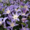 Clématite - Clematis Integrifolia Blue River -Jardin Parfait Soldes 2024 Clematis integrifolia Blue River IF 1009691 1