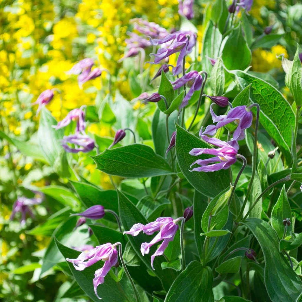Clématite - Clematis Integrifolia Jessica 3 Clématite - Clematis Integrifolia Jessica
