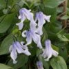 Clematite - Clematis Integrifolia Twinkle 2 Clematite - Clematis Integrifolia Twinkle -Jardin Parfait Soldes 2024 Clematis integrifolia Twinckle Zotwi 81362 1