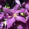 Clématite - Clematis Jackmanii Purpurea 2 Clématite - Clematis Jackmanii Purpurea -Jardin Parfait Soldes 2024 Clematis jackmanii Purpurea Zojapur 81381 1
