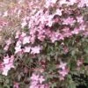 Clématite - Clematis Montana Freda 2 Clématite - Clematis Montana Freda -Jardin Parfait Soldes 2024 Clematis montana Freda 67855 1