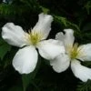 Clématite - Clematis Montana Spooneri 2 Clématite - Clematis Montana Spooneri -Jardin Parfait Soldes 2024 Clematis montana Spooneri 87468 1