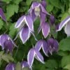 Clématite - Clematis Blue Eclipse 2 Clématite - Clematis Blue Eclipse -Jardin Parfait Soldes 2024 Clematite Clematis Blue Eclipse IF 6814851 1