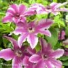 Clématite - Clematis Carnaby 1 Clématite - Clematis Carnaby -Jardin Parfait Soldes 2024 Clematite Clematis Carnaby 87820 1