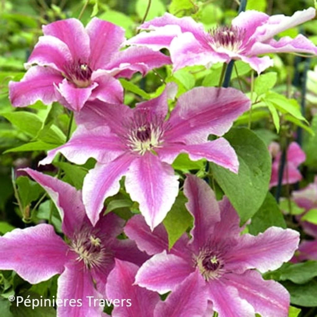 Clématite - Clematis Carnaby 3 Clématite - Clematis Carnaby