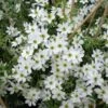 Clématite - Clematis Early Sensation 1 Clématite - Clematis Early Sensation -Jardin Parfait Soldes 2024 Clematite Clematis Early Sensation IF 7715694 1