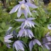 Clématite - Clematis Eximia -Jardin Parfait Soldes 2024 Clematite Clematis Eximia IF 6814801 1