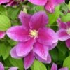 Clématite - Clematis Hania 2 Clématite - Clematis Hania -Jardin Parfait Soldes 2024 Clematite Clematis Hania 87841 1
