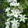 Clématite - Clematis Huldine -Jardin Parfait Soldes 2024 Clematite Clematis Huldine IF 6813111 1