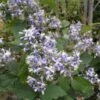 Clématite - Clematis I Am Stanislaus 1 Clématite - Clematis I Am Stanislaus -Jardin Parfait Soldes 2024 Clematite Clematis I am Stanislaus IF 6813781 1