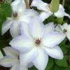 Clématite - Clematis Ivan Olsson -Jardin Parfait Soldes 2024 Clematite Clematis Ivan Olsson IF 6813591 1