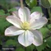Clématite - Clematis Jeanes Pink 1 Clématite - Clematis Jeanes Pink -Jardin Parfait Soldes 2024 Clematite Clematis Jeanes Pink 87852 1