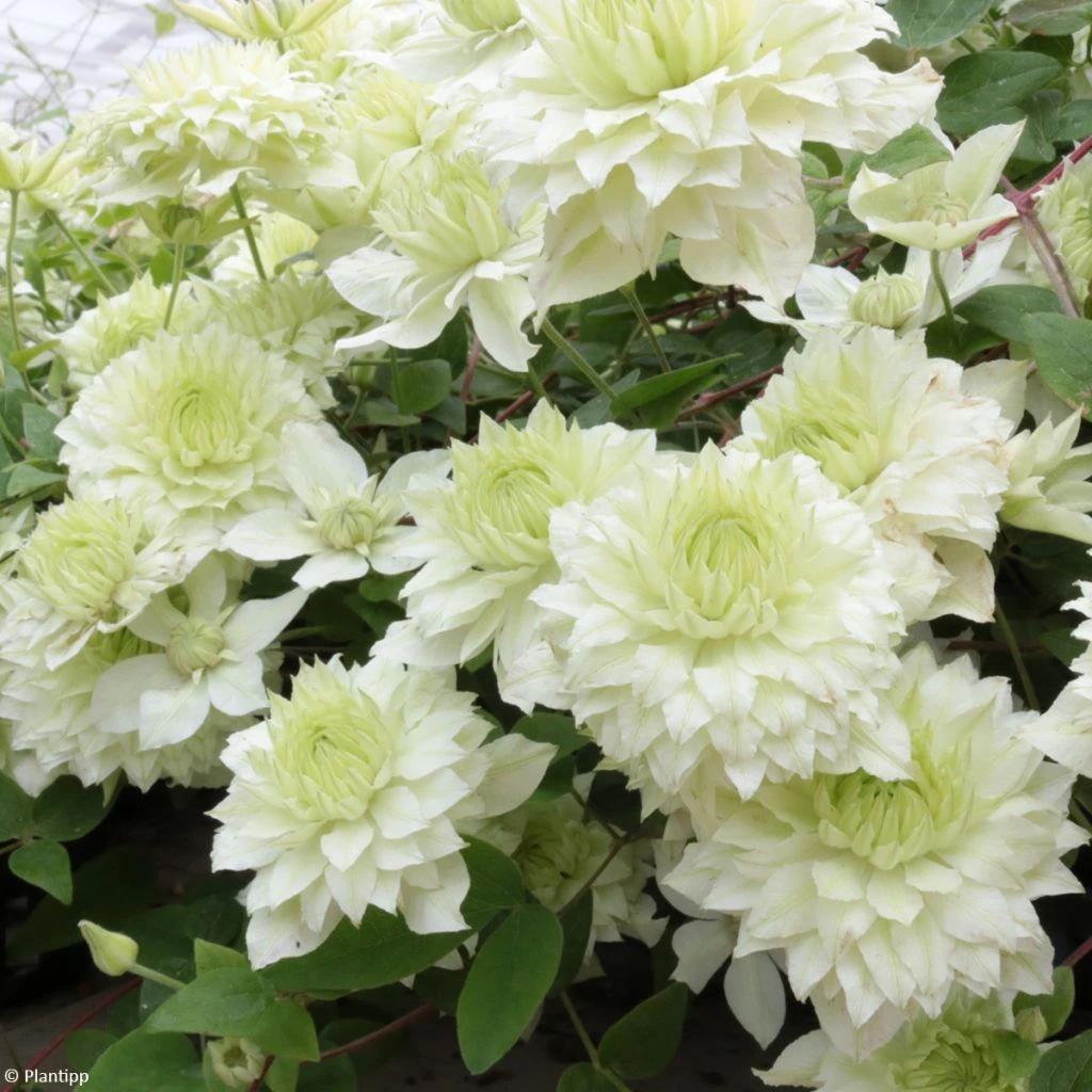 Clématite - Clematis Manju 3 Clématite - Clematis Manju