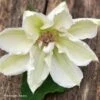 Clématite - Clematis Mrs. Georges Jackman 1 Clématite - Clematis Mrs. Georges Jackman -Jardin Parfait Soldes 2024 Clematite Clematis Mrs Georges Jackman 87836 1