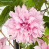 Clématite - Clematis Multi Pink 2 Clématite - Clematis Multi Pink -Jardin Parfait Soldes 2024 Clematite Clematis Multi Pink 889370 1
