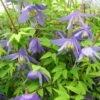 Clématite - Clematis Alpina 2 Clématite - Clematis Alpina -Jardin Parfait Soldes 2024 Clematite Clematis alpina 87828 1