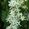 Clématite - Clematis Armandii Little White Charm 2 Clématite - Clematis Armandii Little White Charm -Jardin Parfait Soldes 2024 Clematite Clematis armandii Little White Charm IF 6813641 1