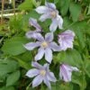 Clématite - Clematis Diversifolia River Star 2 Clématite - Clematis Diversifolia River Star -Jardin Parfait Soldes 2024 Clematite Clematis diversifolia River Star IF 6814921 1