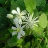 Clématite - Clematis Fargesii Summersnow 1 Clématite - Clematis Fargesii Summersnow -Jardin Parfait Soldes 2024 Clematite Clematis fargesii Summersnow 67808 FL