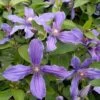 Clématite Integrifolia - Clematis Integrifolia Miranda 2 Clématite Integrifolia - Clematis Integrifolia Miranda -Jardin Parfait Soldes 2024 Clematite Clematis integrifolia Miranda IF 1009301 1