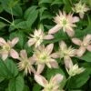 Clématite - Clematis Montana Marjorie 2 Clématite - Clematis Montana Marjorie -Jardin Parfait Soldes 2024 Clematite Clematis montana Marjorie IF 6814881 1