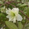 Clématite Montana Starlet White Perfume 2 Clématite Montana Starlet White Perfume -Jardin Parfait Soldes 2024 Clematite Clematis montana Starlet White Perfume copyright 18281 1