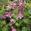Clématite - Clematis Viticella Etoile Rose 2 Clématite - Clematis Viticella Etoile Rose -Jardin Parfait Soldes 2024 Clematite Clematis viticella Etoile Rose IF 6814971 1