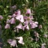 Clématite - Clematis Viticella Hagelby Pink 2 Clématite - Clematis Viticella Hagelby Pink -Jardin Parfait Soldes 2024 Clematite Clematis viticella Hagelby Pink IF 6814981 1