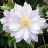 Clématite - Clematis Dancing King 1 Clématite - Clematis Dancing King -Jardin Parfait Soldes 2024 Clematite Dancing King 681384 1