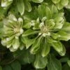 Clématite - Clematis Green Passion 1 Clématite - Clematis Green Passion -Jardin Parfait Soldes 2024 Clematite Green Passion 83600 1