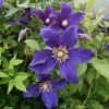 Clématite - Clematis Hudson River -Jardin Parfait Soldes 2024 Clematite Hudson River 83604 1