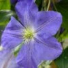 Clématite - Clematis Jenny -Jardin Parfait Soldes 2024 Clematite Jenny 81374 1