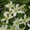 Clématite - Clematis Montana Jenny Keay -Jardin Parfait Soldes 2024 Clematite Jenny Keay 80705 1