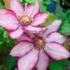 Clematite - Clematis Paradiso 2 Clematite - Clematis Paradiso -Jardin Parfait Soldes 2024 Clematite Paradiso 83031 1