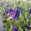 Clématite - Clematis Diversifolia Rooguchi -Jardin Parfait Soldes 2024 Clematite Roguchi 681520 2