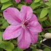 Clématite - Clematis SUCCESS® Candy 1 Clématite - Clematis SUCCESS® Candy -Jardin Parfait Soldes 2024 Clematite Success Candy 681515 1