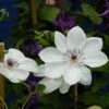 Clématite - Clematis White Pearl 1 Clématite - Clematis White Pearl -Jardin Parfait Soldes 2024 Clematite White Pearl 83032 1