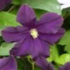 Clématite - Clematis Romantika 2 Clématite - Clematis Romantika -Jardin Parfait Soldes 2024 Clematite a grandes fleurs Romantika 83616 1