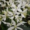 Clématite - Clematis Armandii Snowdrift 1 Clématite - Clematis Armandii Snowdrift -Jardin Parfait Soldes 2024 Clematite armandii Snowdrift 83607 1