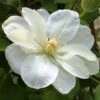Clématite - Clematis Guernsey Cream -Jardin Parfait Soldes 2024 Clematite guernsey cream 681389 1