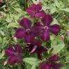 Clématite - Clematis Viticella Royal Velours 1 Clématite - Clematis Viticella Royal Velours -Jardin Parfait Soldes 2024 Clematite viticella Royal Velours 83612 2