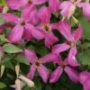 Clématite - Clematis Wonderful 1 Clématite - Clematis Wonderful -Jardin Parfait Soldes 2024 Clematite viticella Wonderful 83602 1