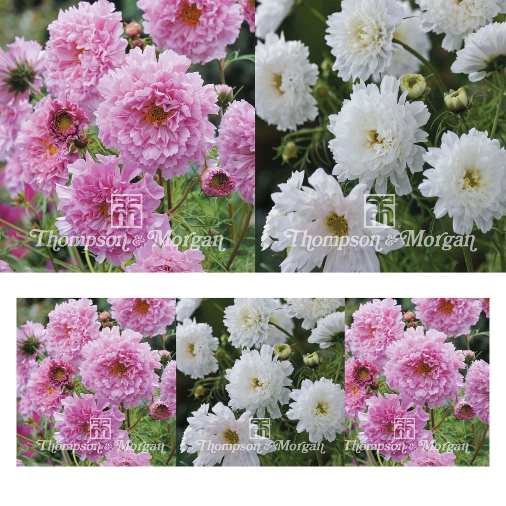 Collection Graines De 3 Cosmos Doubles 3 Collection Graines De 3 Cosmos Doubles