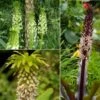 Collection 5 Eucomis 2 Collection 5 Eucomis -Jardin Parfait Soldes 2024 Collection 5 Eucomis 86085 1